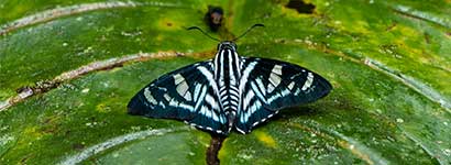 insect city family category, hesperiidae, butterfly