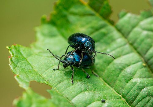 insect city beetles category