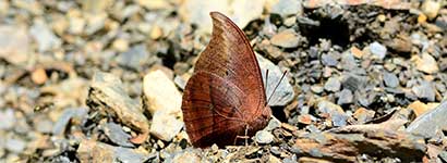 insect city family category, nymphalidae, butterfly