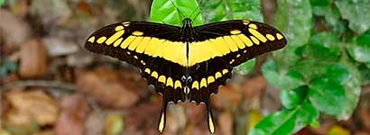 insect city family category, papilionidae, butterfly