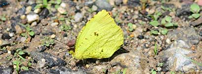 insect city family category, pieridae, butterfly