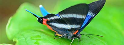 insect city family category, riodinidae, butterfly